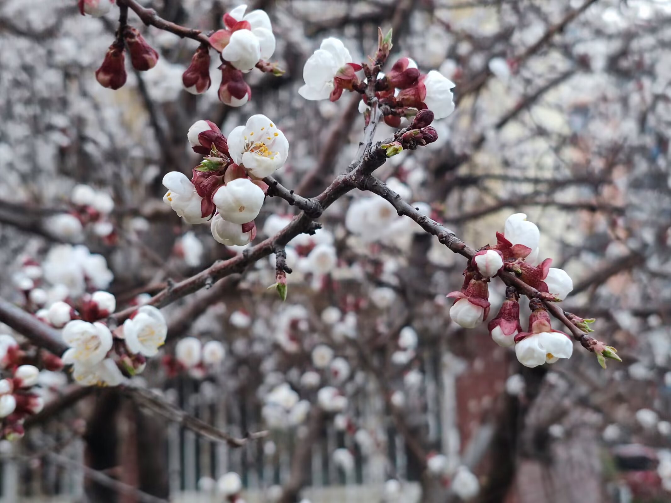 Beijing internship scene 5